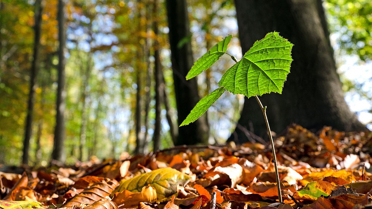 Ein kleiner Buchenkeimling mit 3 Blättern wächst aus dem laubbedeckten Waldboden. Im Hintergrund erkennt man große Waldbäume.