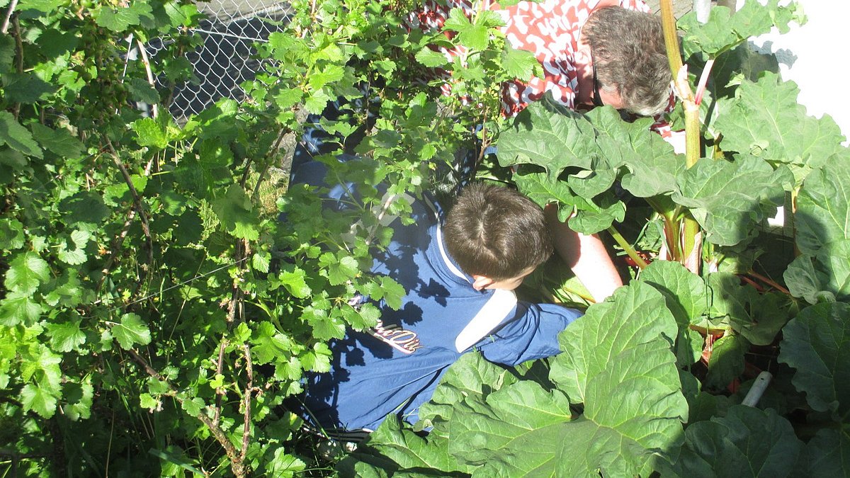 Was für ein Erfolg! Stolz präsentieren wir die erste Ernte unseres Rhabarbers aus dem Gemüsebeet. Mit vereinten Kräften haben die Kinder die dicken Stangen vorsichtig aus der Erde gezogen – ein echtes Highlight und der Lohn für all die Pflege! Die Begeisterung war riesig, als die Kinder sahen, wie viel Rhabarber unser Beet schon hergibt. Jetzt sind wir gespannt, was wir Leckeres daraus zaubern werden! Ein großes Dankeschön an unsere kleinen Gärtner für ihren unermüdlichen Einsatz.