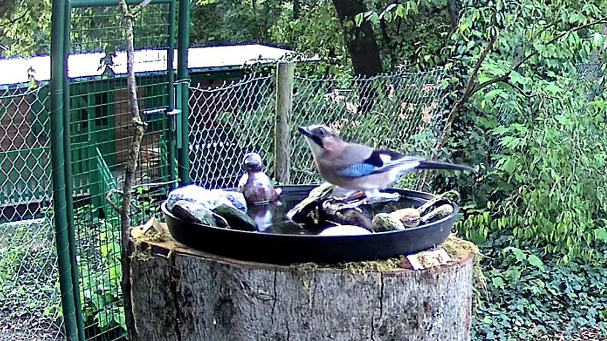 Ein Eichelhäher an einer Vogeltränke