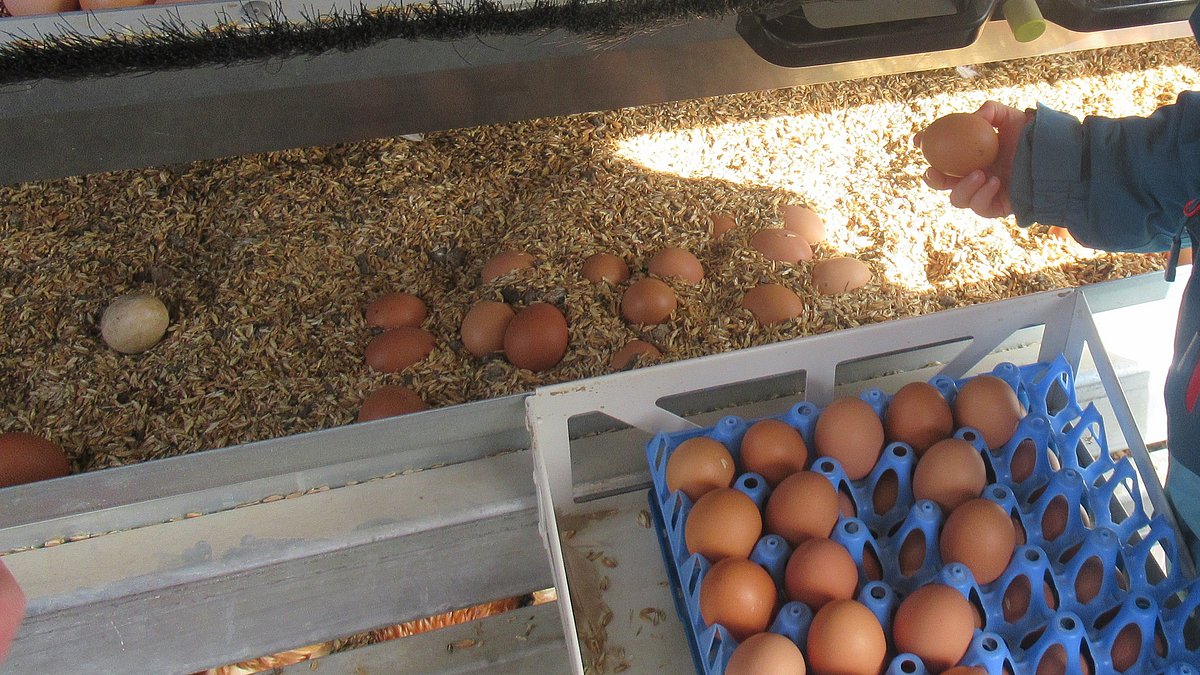 Nachhaltig einkaufen, Lebensmittelkette kennen lernen.