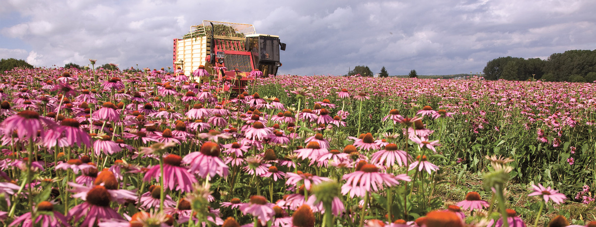 Ein großes Feld mit blühenden Echinacea wird einem Erntefahrzeug abgeernet.