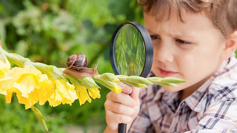 Ein Kindergartenkind untersucht mit einem Vergrößerungsglas eine Weinbergschnecke, die auf einer gelben Gladiole sitzt.