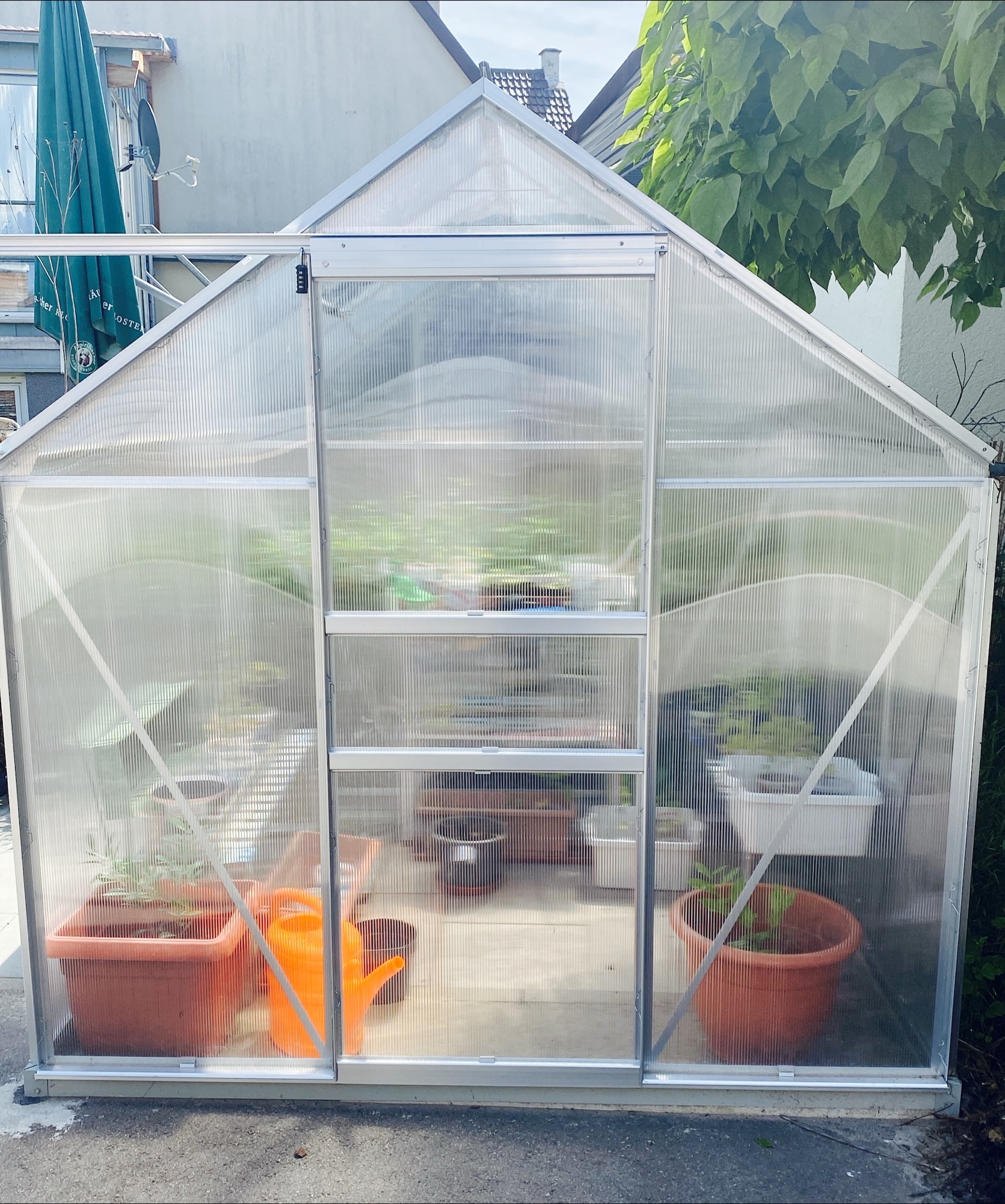 Die Kinder beobachten mit großer Begeisterung, wie schnell sich die Pflanzen entwickeln und sind schon ganz gespannt auf den Vergleich mit den Setzlingen im Freien. Es ist faszinierend zu sehen, wie unterschiedlich sich die Pflanzen an den beiden Standorten entwickeln.