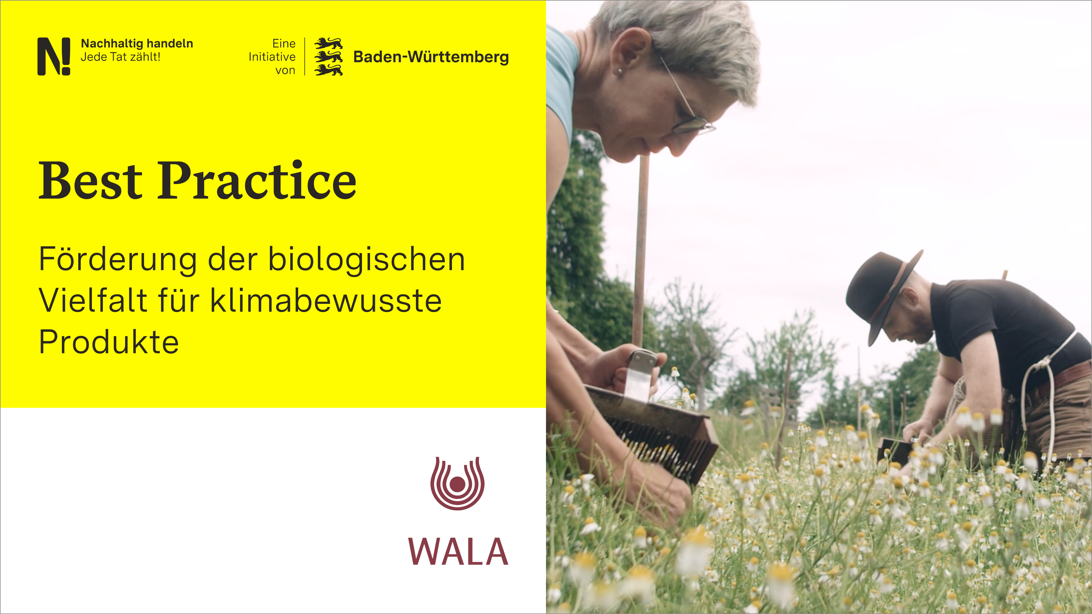 Links schwarzer Text auf gelbem Hintergrund „Best Practice, Förderung der biologischen Vielfalt für klimabewusste Produkte", darunter das WALA Logo, rechts zwei Menschen, die Kamillenblüten pflücken..