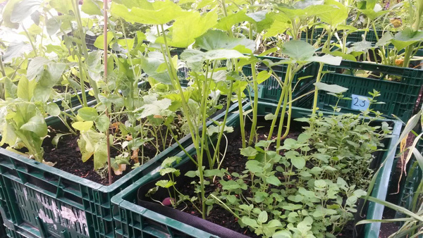 Ein Hochbeet in einer Gemüsekiste wird abgemessen