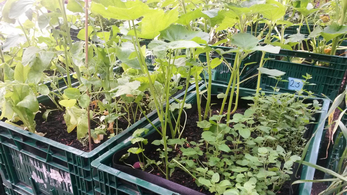 Ein Hochbeet in einer Gemüsekiste wird abgemessen