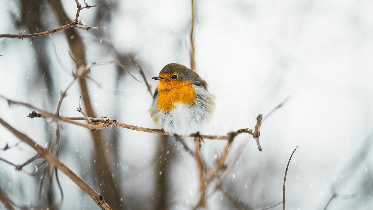 Ein Vogel sitzt auf einem Ast. Es schneit. 
