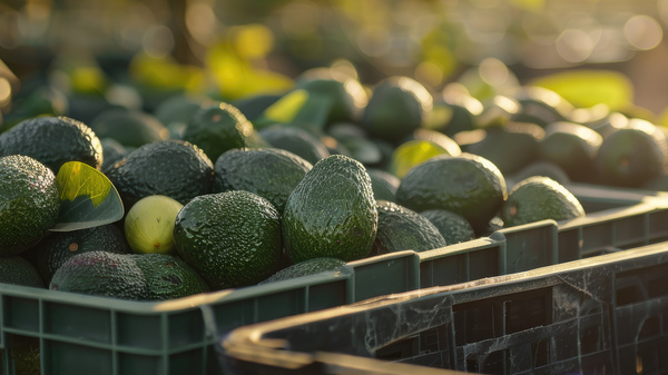 Avocados liegen auf einer Farm in einer Kiste. 