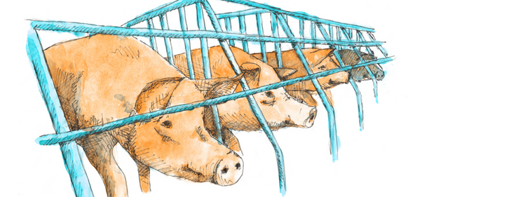 Illustration eines Schweinestalls
