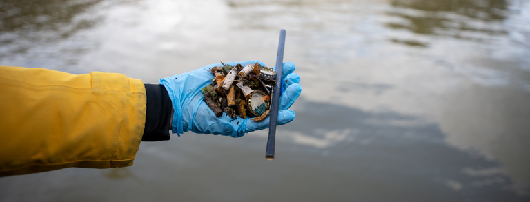 Natur & Biodiversität Hand mit Zigarettenstummeln bei einer Aufräumaktion